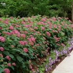 Hortenzia stromčekovitá (Hydrangea arborescens) ‘RUBY ANNABELLE’® Proven Winners® - výška 40-50 cm, kont. C3L 